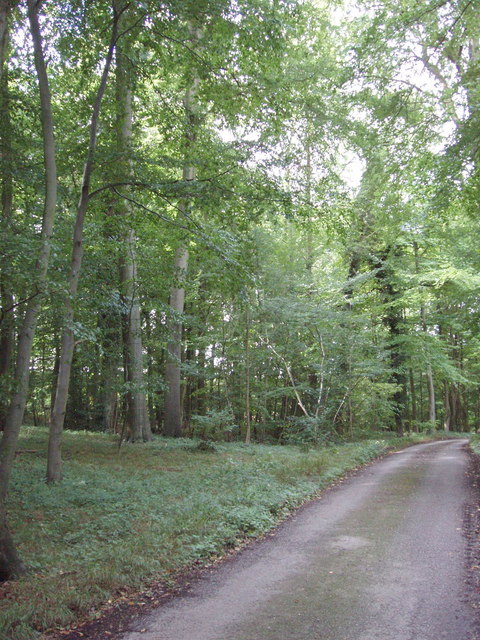 Track through beech woods to Solinger House