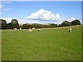 Sheep on Church Hill