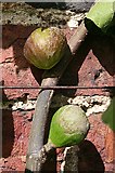 NJ3459 : Figs by Anne Burgess