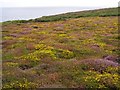 Maritime heath at Gwennap Head