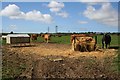 Cattle near Trenithon Farm