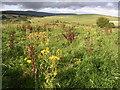 Meadow Flowers in Acre Valley