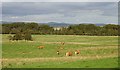 Cattle, Cranley