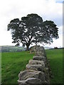 Dry stone wall