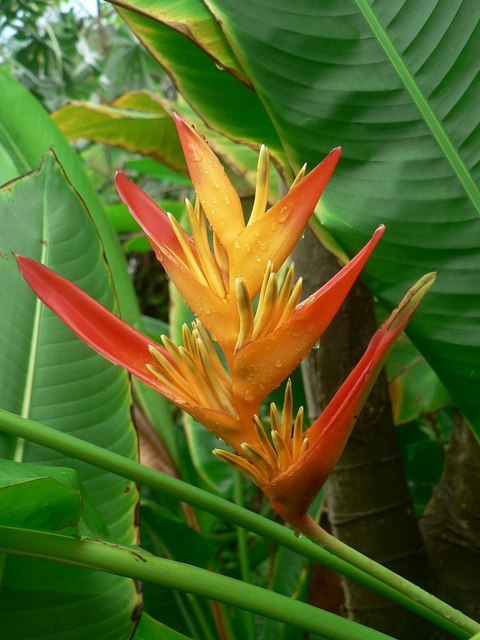 Bird of Paradise Flower (?), Humid Tropics Biome, Eden Project