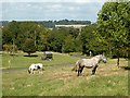 Horse-drawn caravan