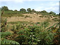 Heathland on Milber Down