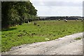 Sheep Pasture near Killiserth