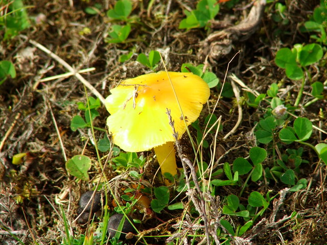 Fungi by Orrin Grey