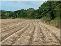 Potato field, south side of Bosence Road, Townshend