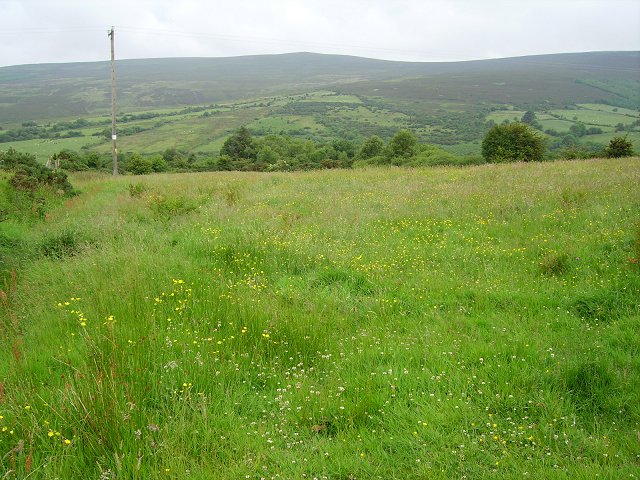 A Comeragh hay meadow.