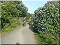 The way up Tregonning Hill, Balwest