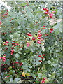 Rosehips in hedge, near Polstead