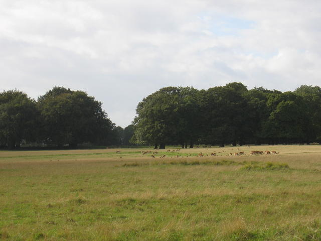 Deer in Great Barrington Park © David Stowell cc-by-sa/2.0 :: Geograph ...