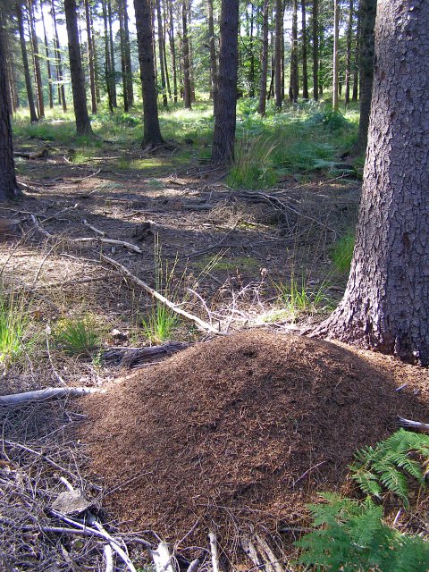 Wood ant nest, Vinney Ridge Inclosure, New Forest