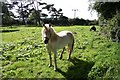 Ponies near Moor Farm