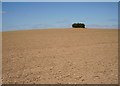 Newly cultivated field, Bromfield