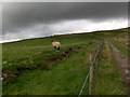 Pastures above Croglin