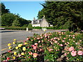 Roses at Hazlehead Roundabout