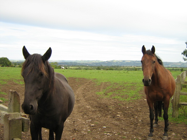Meadows at 'Horseworld'