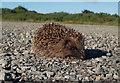 NS2007 : Hedgehog at Turnberry by Mary and Angus Hogg