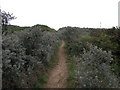 Track Through the Dunes