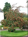 Rowan at Kinellan