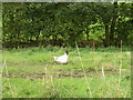 Free range hen in field off Oakenshaw Lane, Scholes, Cleckheaton