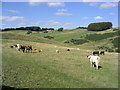 Upland pastural scene