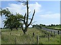 Half-dead old Beech Tree