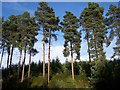 Trees Near Upper Cliff