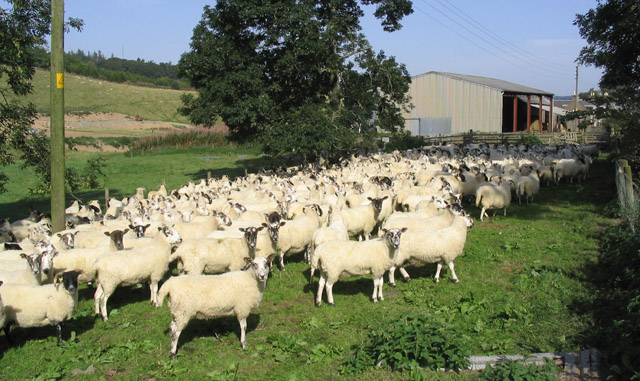 Sheep Pen At Synton Parkhead Farm © Walter Baxter Geograph Britain And Ireland