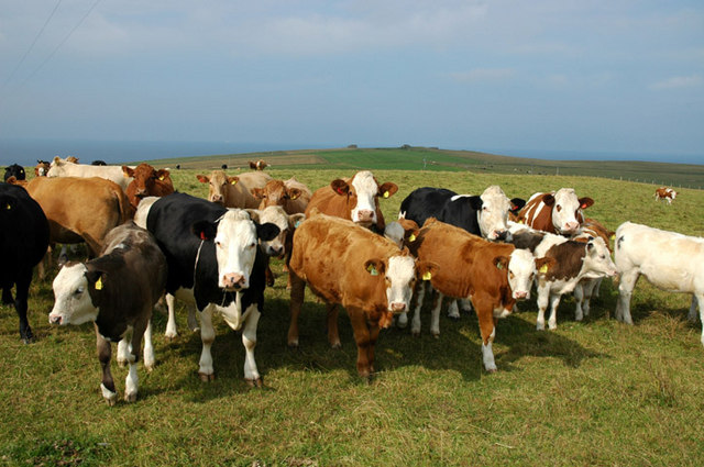 Farmland and cattle near Eefie Hill © John Comloquoy :: Geograph ...