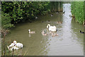 Swans and cygnets, Warnham Nature Reserve