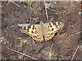 SH6803 : Painted Lady Butterfly by John Lucas