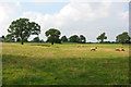 Sheep grazing by Ightfield Hall