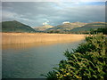 Reed Beds.