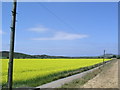 Rapeseed fields near Panteg