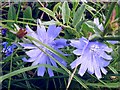 Chicory (Cichorium intybus)