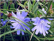 TQ9159 : Chicory (Cichorium intybus) by Penny Mayes