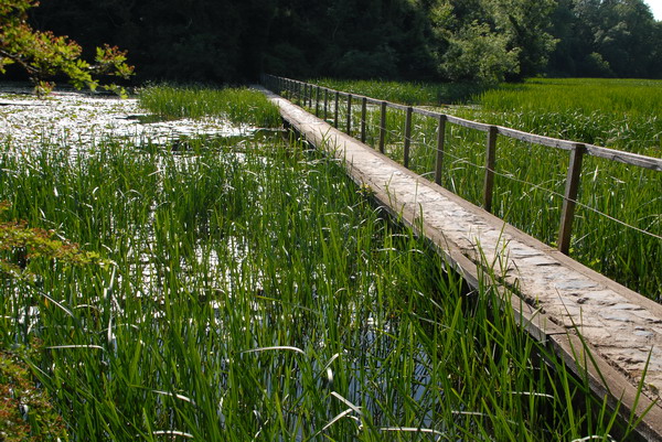 Bosherston Lily Ponds © Jeremy Owen cc-by-sa/2.0 :: Geograph Britain ...