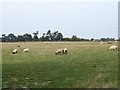 Sheep pasture