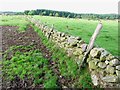 Wall near Walton Woodhead