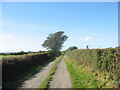 Farm Road Leading to Maes Mawr