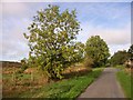 Country road near Allensteads