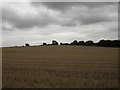 Field, Newthorpe