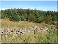 Forest edge, above Gilsland