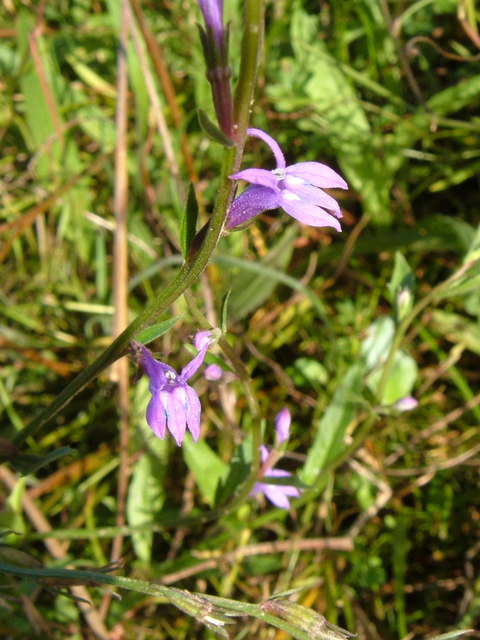 Heath Lobelia at Andrew's Wood © Derek Harper :: Geograph Britain and ...