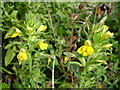 Yellow Bartsia at Andrew