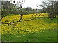 Field of dandelions